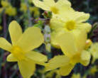 Jasminum nudiflorum - Yellow Winter Jasmine